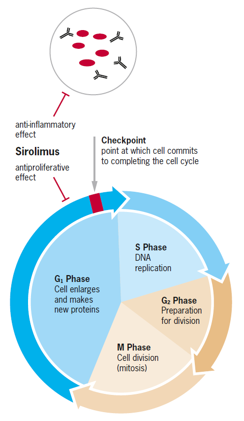 Sirolimus Cell Cycle
